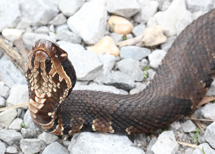 Western Cottonmouth